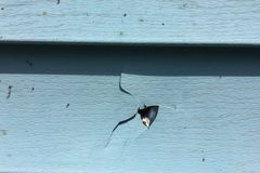 Cracked and warped siding panel on an exterior wall